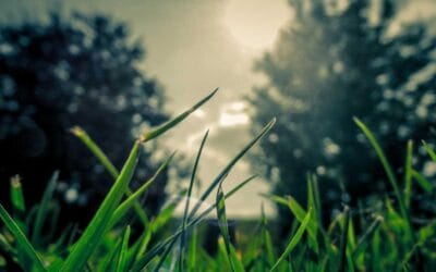 كيف كان الصباح جميلأ عندما أشرقت انوارة